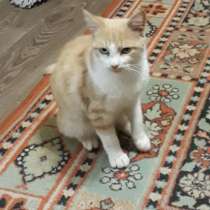 Charming cat is looking for a home in Saki