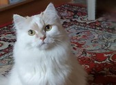 Breed Siberian cat in Chelyabinsk